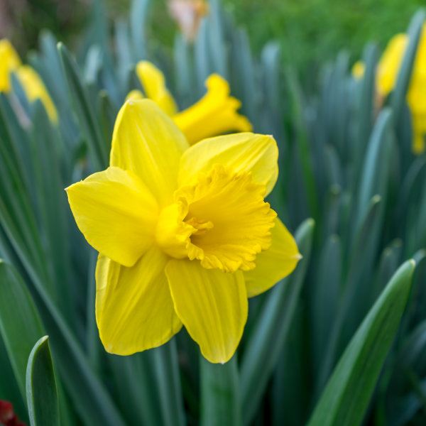 Daffodil Bulbs - St Kerverne